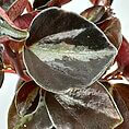 Close-up of a vibrant green plant with glossy heart-shaped leaves and reddish stems.