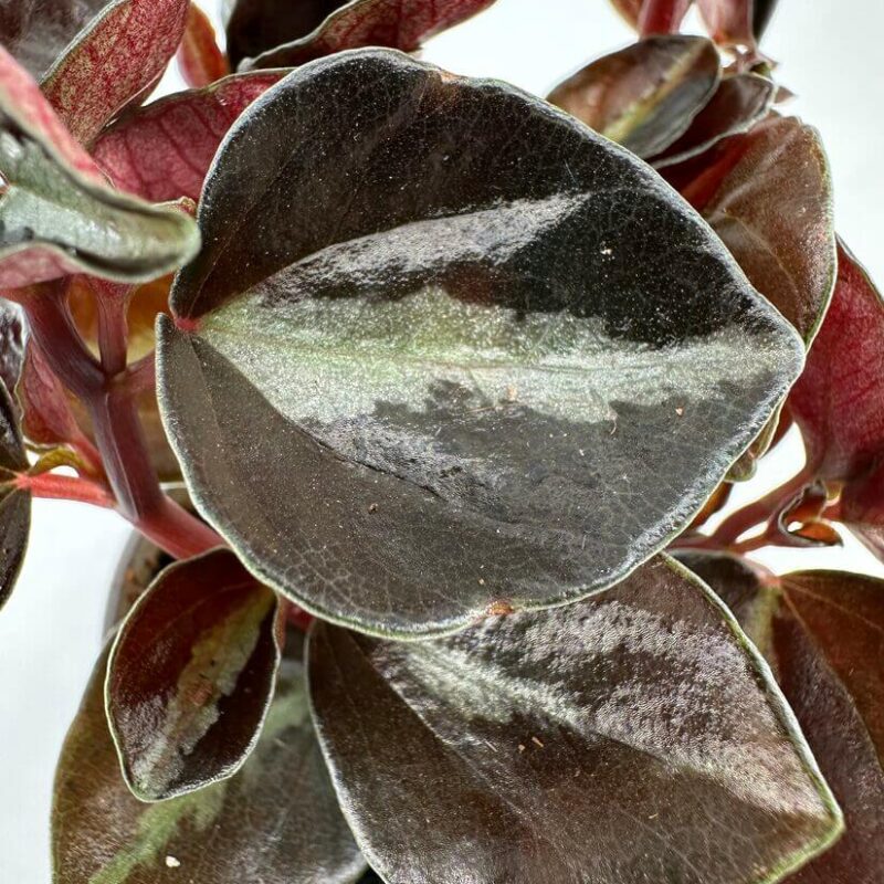 Glossy Green Plant with Heart-Shaped Leaves Close-up of a vibrant green plant with glossy heart-shaped leaves and reddish stems.