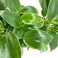 Vibrant green indoor plant with glossy leaves creates a serene atmosphere in any space.
