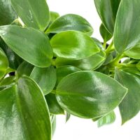 Vibrant green indoor plant with glossy leaves creates a serene atmosphere in any space.