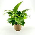 Lush green indoor plant in a simple brown pot, showcasing healthy growth and vibrant foliage.