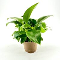 Lush green indoor plant in a simple brown pot, showcasing healthy growth and vibrant foliage.