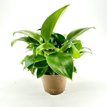 Lush green indoor plant in a simple brown pot, showcasing healthy growth and vibrant foliage.