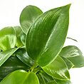 Vibrant green plant with glossy leaves, showcasing lush indoor greenery and healthy growth.