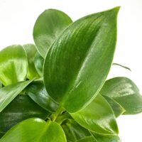 Vibrant green plant with glossy leaves, showcasing lush indoor greenery and healthy growth.