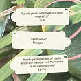 Vibrant plant testimonials showcasing healthy foliage and satisfied customers feedback on plants.