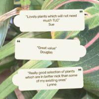 Vibrant plant testimonials showcasing healthy foliage and satisfied customers feedback on plants.