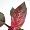 Vibrant houseplant with striking pink-edged leaves and magenta stem against a clean background.