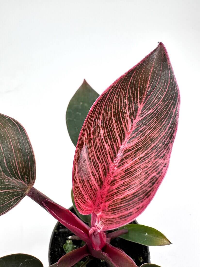 Vibrant houseplant with striking pink-edged leaves and magenta stem against a clean background.