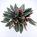 Vibrant houseplant with dark green and reddish-purple leaves, showcasing striking foliage and elegance.