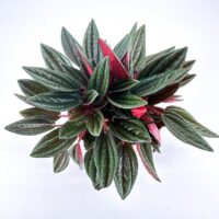 Vibrant houseplant with dark green and reddish-purple leaves, showcasing striking foliage and elegance.