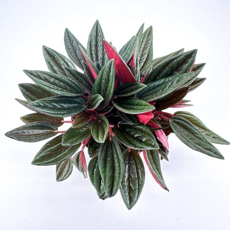 Striking Houseplant with Vibrant Red and Green Foliage Vibrant houseplant with dark green and reddish-purple leaves, showcasing striking foliage and elegance.