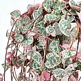 Heart-shaped cascading hoya plant with lush green and pink variegated leaves indoors.