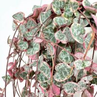 Heart-shaped cascading hoya plant with lush green and pink variegated leaves indoors.