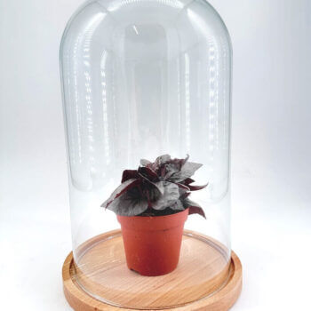 Lush indoor plant in a glass cloche with terracotta pot on a wooden base.