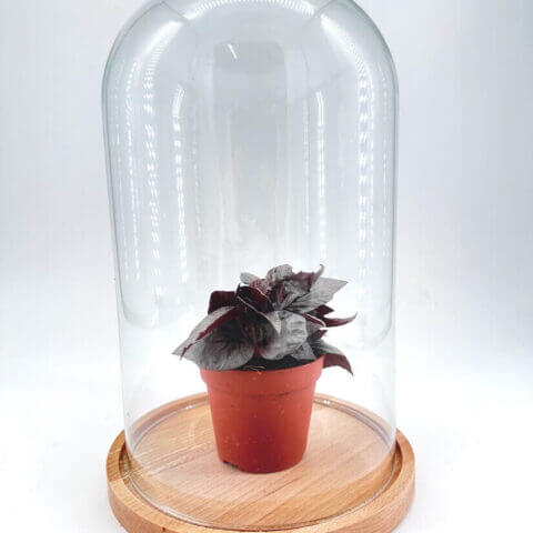 Lush indoor plant in a glass cloche with terracotta pot on a wooden base.
