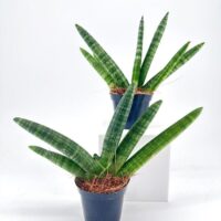 Vibrant indoor plants in dark pots, showcasing lush green leaves and natural textures.