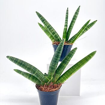 Vibrant indoor plants in dark pots, showcasing lush green leaves and natural textures.