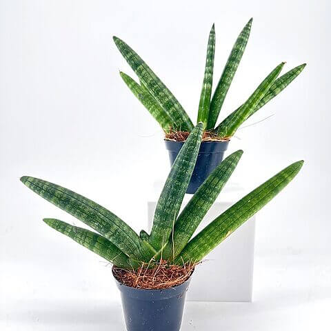Vibrant indoor plants in dark pots, showcasing lush green leaves and natural textures.