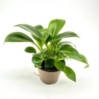 Vibrant green houseplant in a simple pot, showcasing lush foliage and healthy growth.