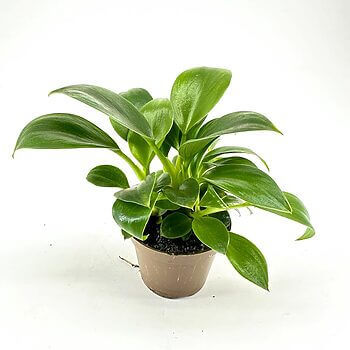 Vibrant green houseplant in a simple pot, showcasing lush foliage and healthy growth.