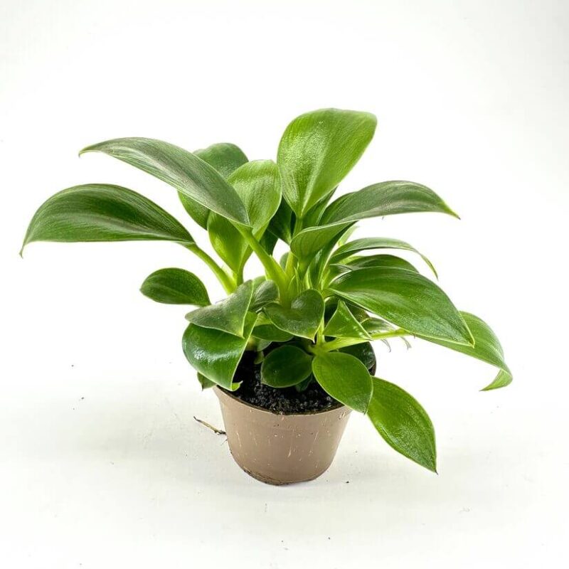 Vibrant green houseplant in a simple pot, showcasing lush foliage and healthy growth.