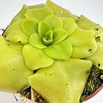 Carnivorous Butterwort Pinguicula Tina