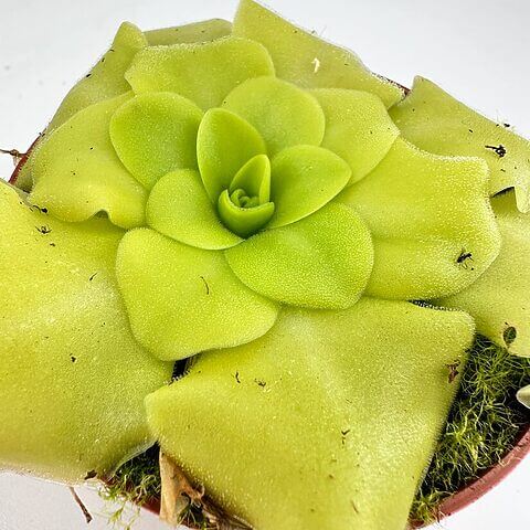 Vibrant green succulent plant in a shallow pot, showcasing lush, healthy leaves and organic soil.