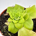 Vibrant green succulent in a terracotta pot, showcasing lush leaves and healthy growth.