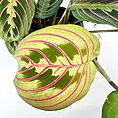 Vibrant Maranta leuconeura leaves showcase striking pink veins and glossy green textures.