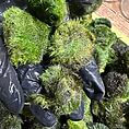 Hand holding vibrant Marimo moss balls, showcasing their lush green textures and aquatic beauty.