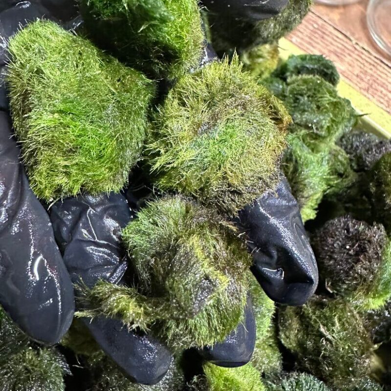 Lush Green Marimo Balls in a Gloved Hand Hand holding vibrant Marimo moss balls, showcasing their lush green textures and aquatic beauty.