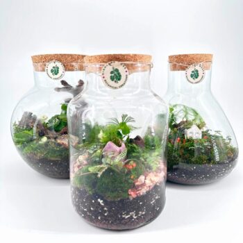 Beautiful terrariums showcasing mini ecosystems with vibrant plants and decorative elements.
