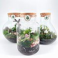 Beautiful terrariums showcasing mini ecosystems with vibrant plants and decorative elements.