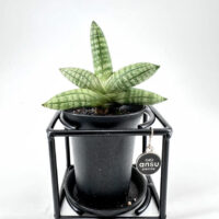 Modern succulent plant display in a sleek black pot, enhancing contemporary indoor decor.