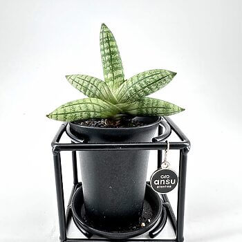 Modern succulent plant display in a sleek black pot, enhancing contemporary indoor decor.