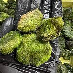 Marimo Moss Ball Cladophora Imperfect