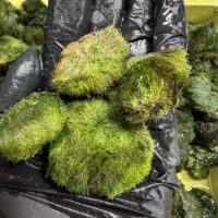 Vibrant green moss balls held in a black glove, showcasing natures beauty and freshness.