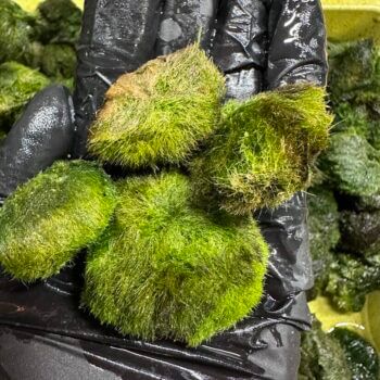 Vibrant green moss balls held in a black glove, showcasing natures beauty and freshness.
