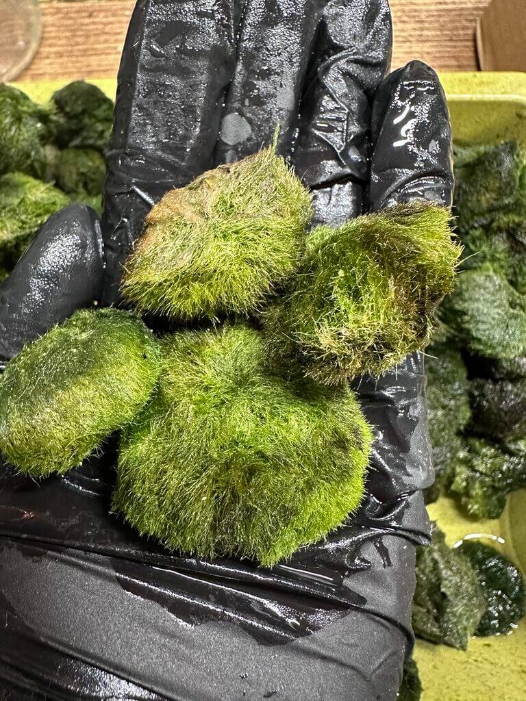 Vibrant green moss balls held in a black glove, showcasing natures beauty and freshness.