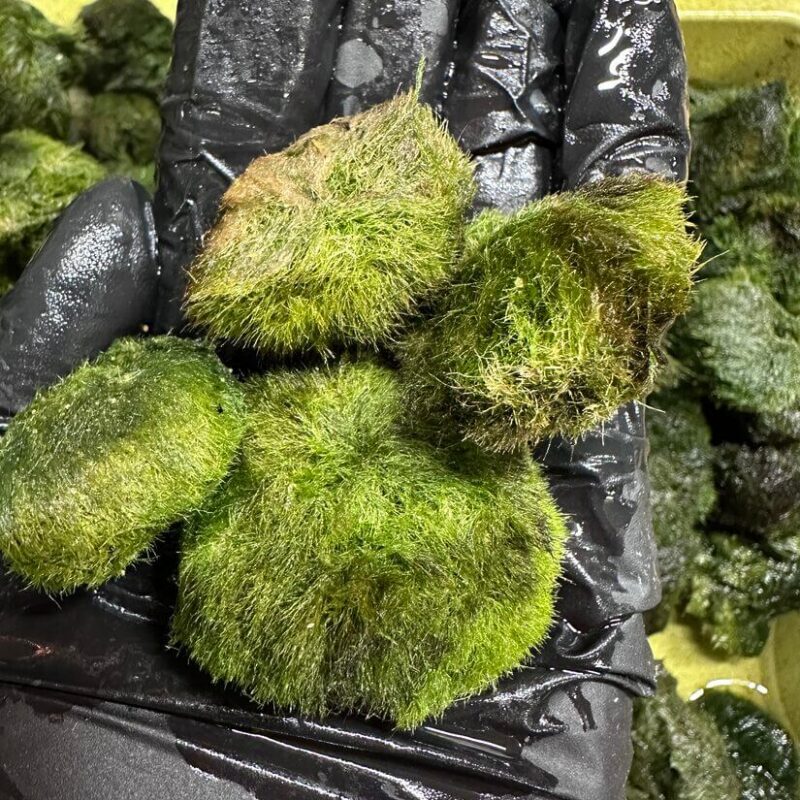 Vibrant green moss balls held in a black glove, showcasing natures beauty and freshness.