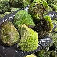 Close-up of vibrant moss balls in a gloved hand, showcasing aquatic plant beauty.