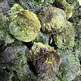 Vibrant green moss balls cluster, showcasing rich textures and biodiversity in natures ecosystem.