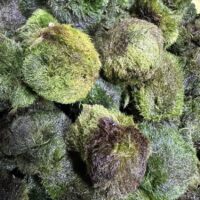 Vibrant green moss balls cluster, showcasing rich textures and biodiversity in natures ecosystem.