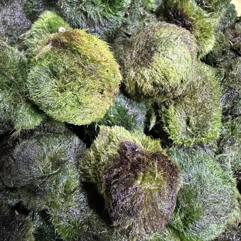 Vibrant Green Moss Clusters in Natures Lush Ecosystem Vibrant green moss balls cluster, showcasing rich textures and biodiversity in natures ecosystem.