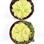 Carnivorous Butterwort Pinguicula Wesler