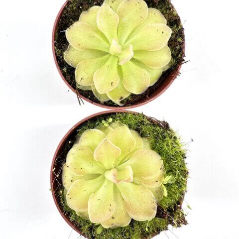 Vibrant succulents in terracotta pots, showcasing pastel colours and lush moss for natural beauty.