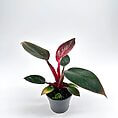 Vibrant houseplant with red and green leaves in a black pot against a white background.