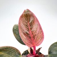 Vibrant indoor plant with striking green and pink leaves, enhancing home decor beautifully.