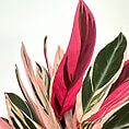 Vibrant tropical foliage with pink and green leaves, showcasing unique shapes and glossy textures.